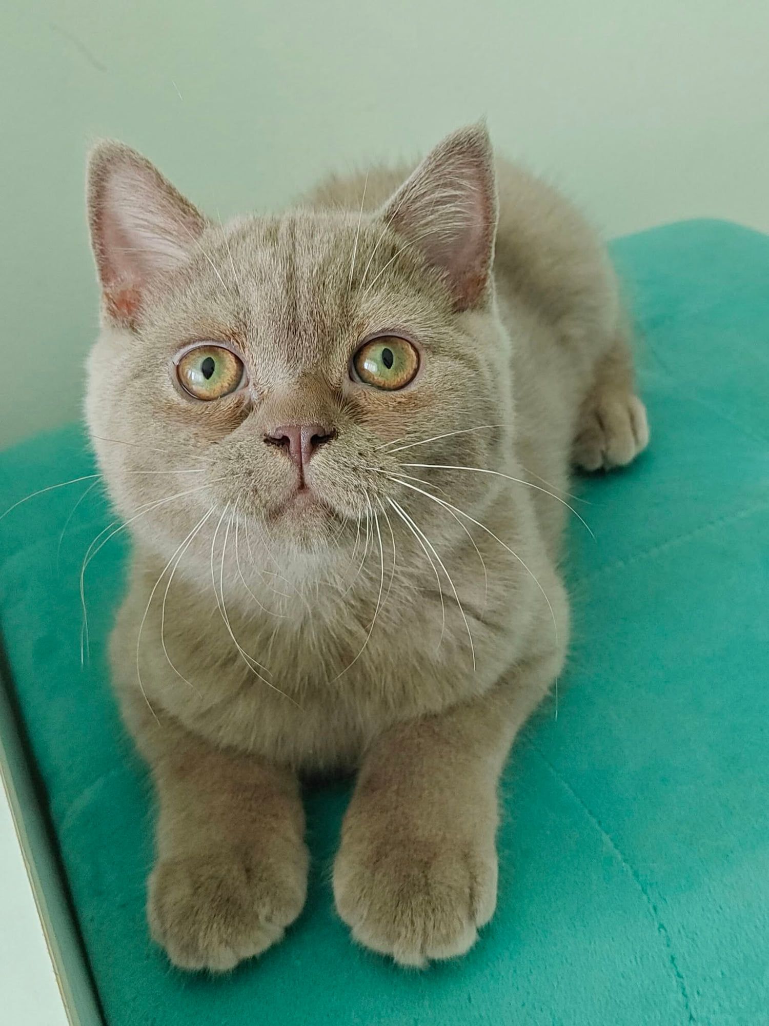 Gatinho British Shorthair lilás