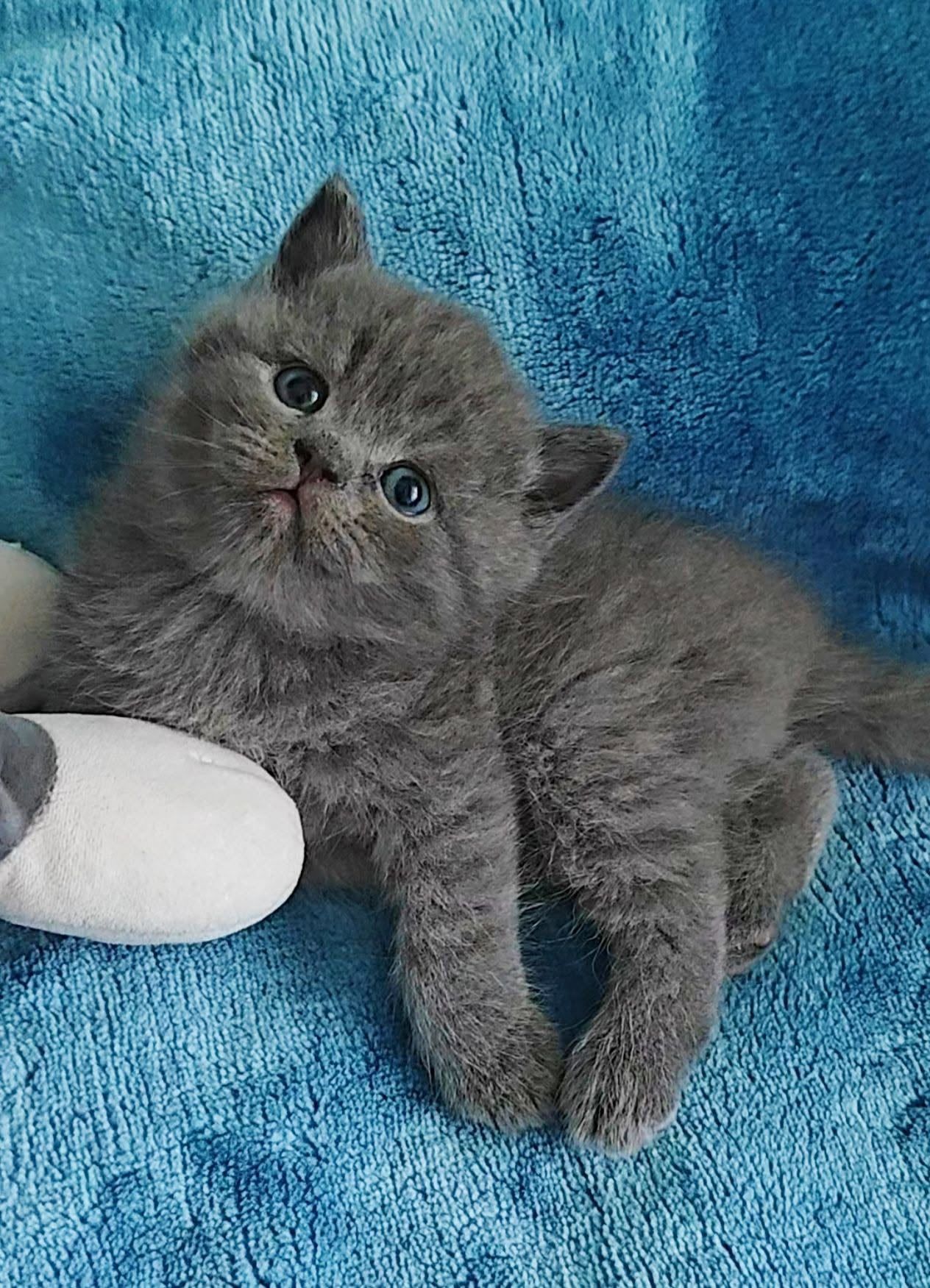 Gatinho British Shorthair azul deitado numa manta azul