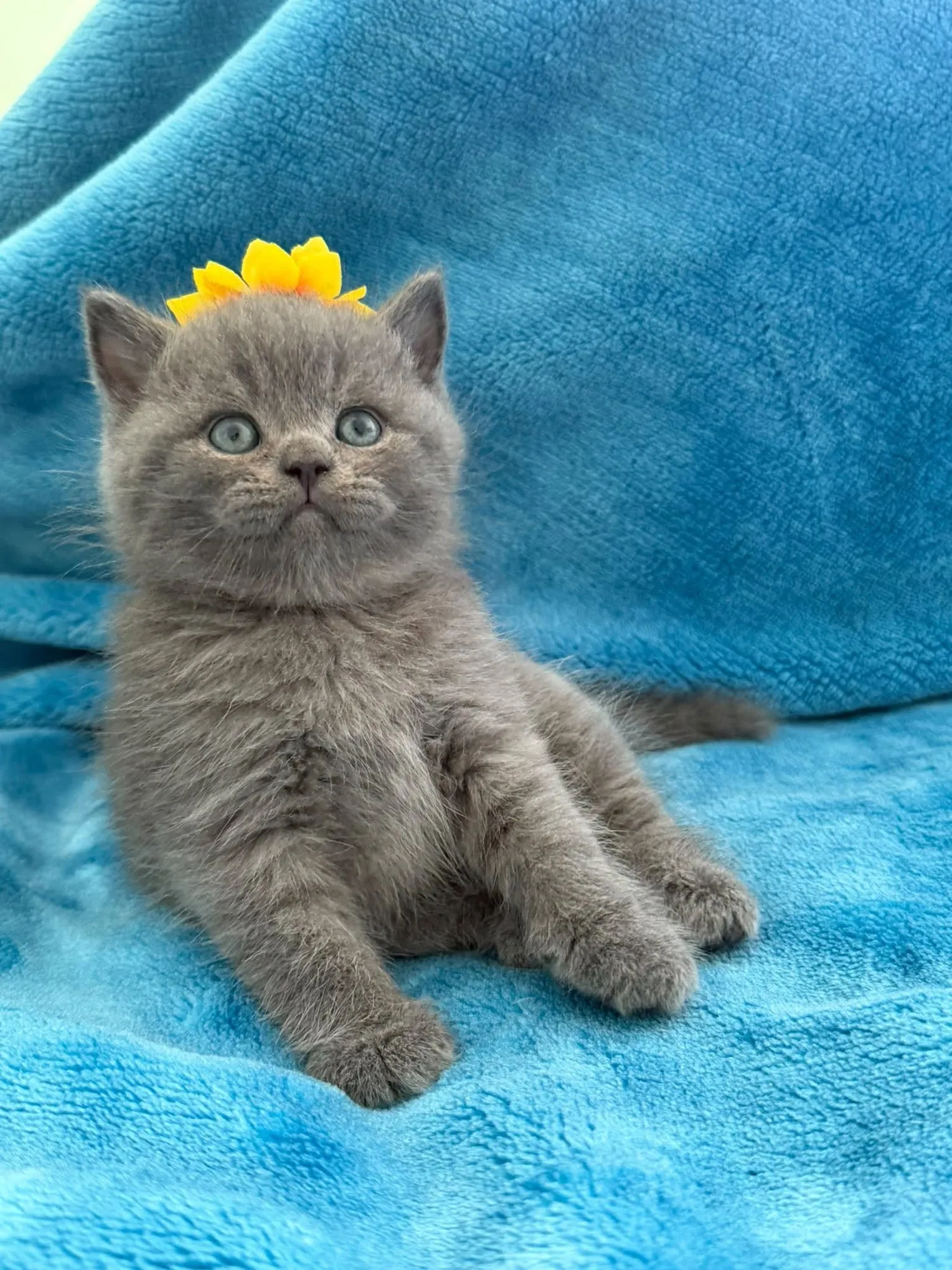 Blue British Shorthair kitten with a sunflower