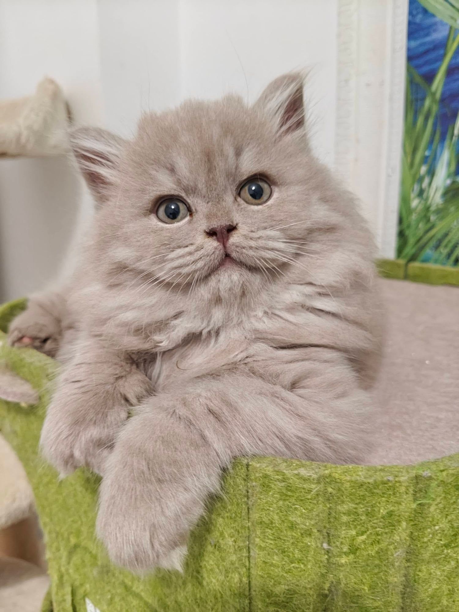 Gatinho British Longhair lilás num cesto