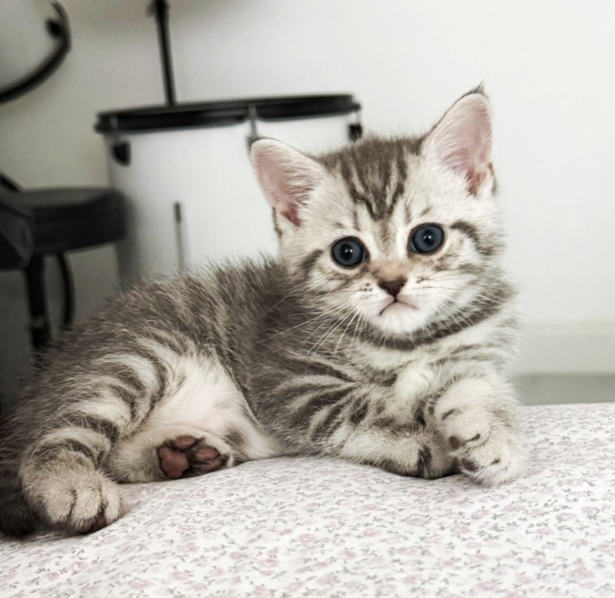 Gatinho British Shorthair prateado tabby deitado