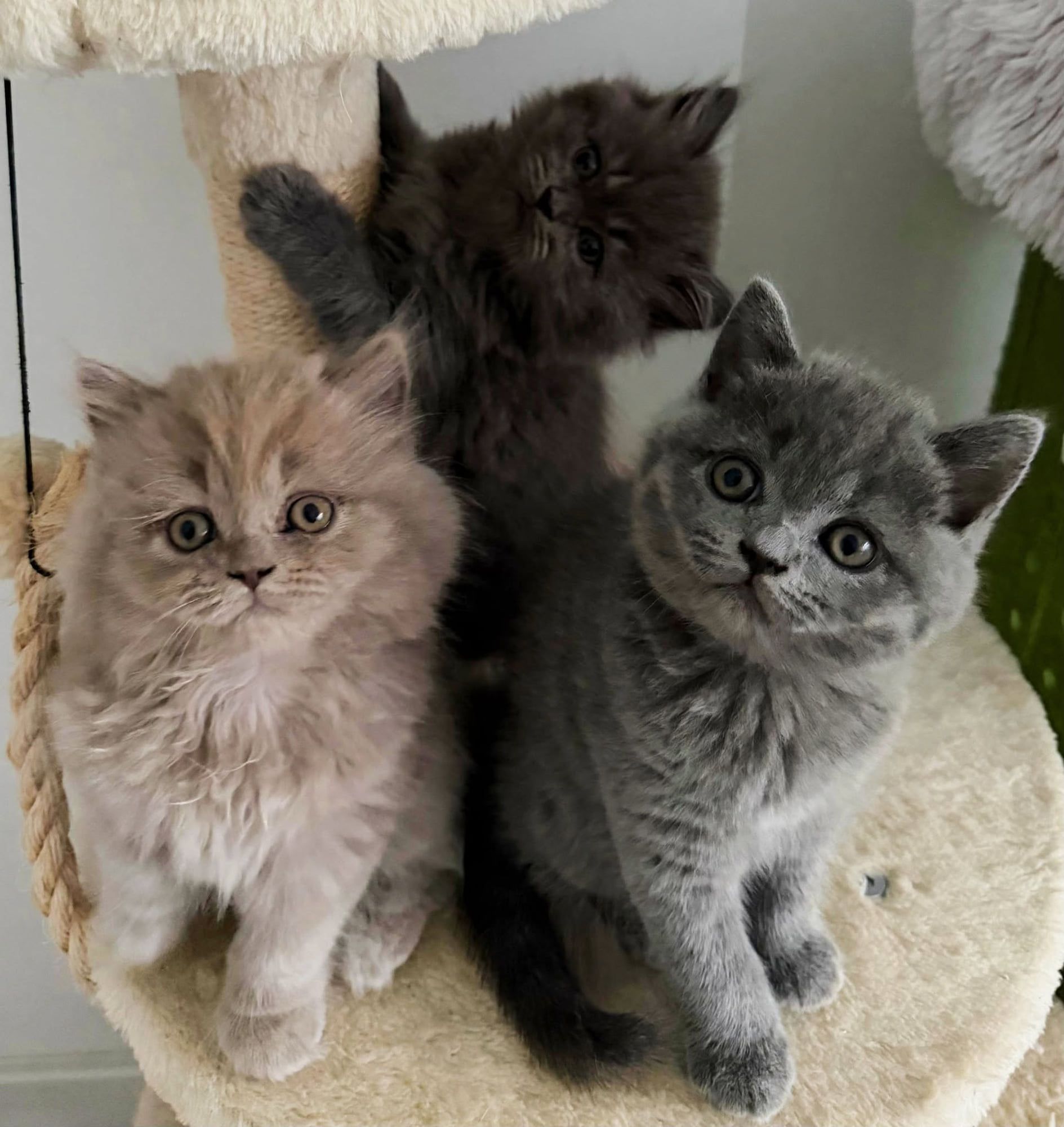 Três gatinhos British Longhair e Shorthair juntos