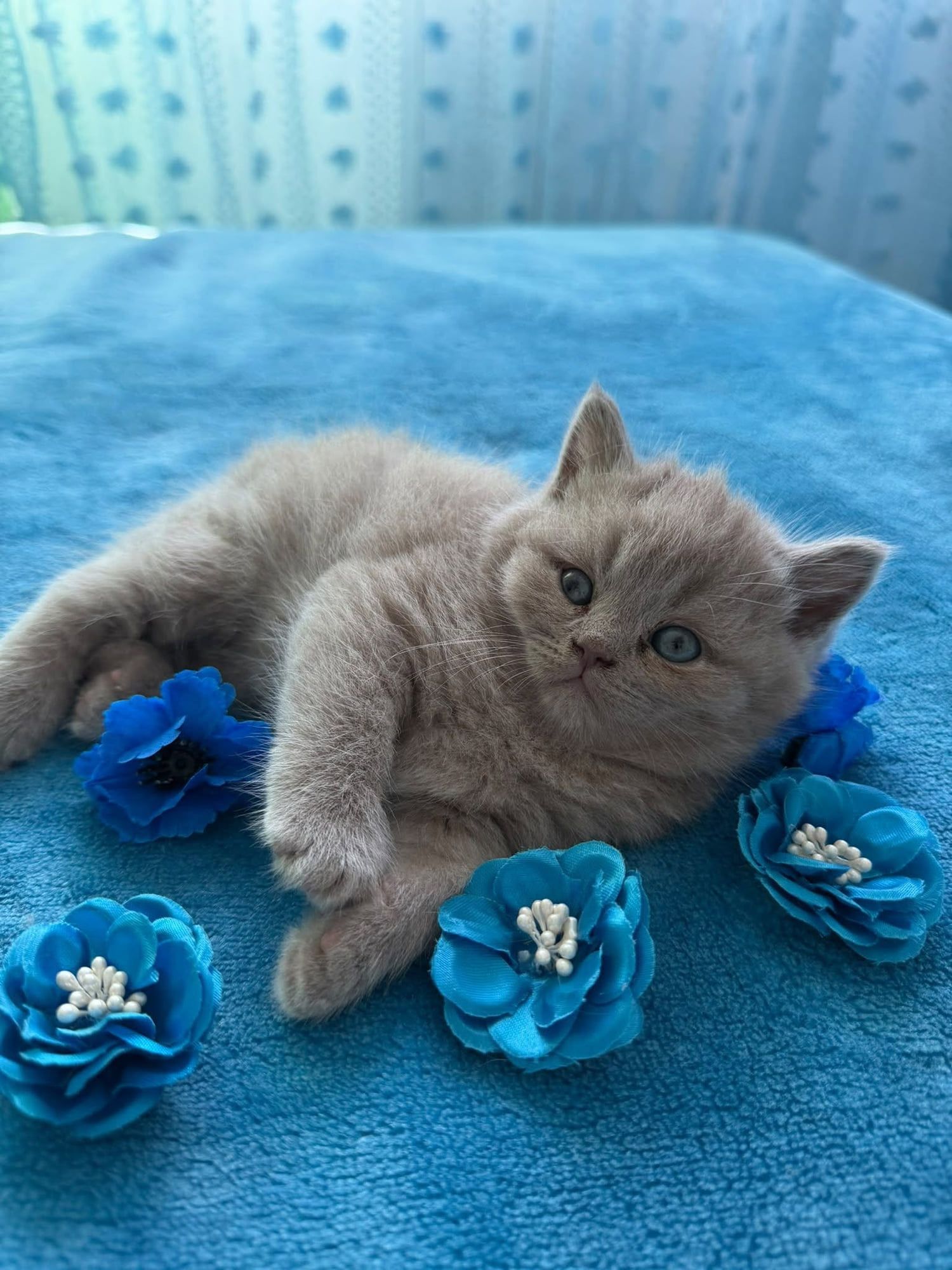 Gatinho British Shorthair lilás com flores azuis
