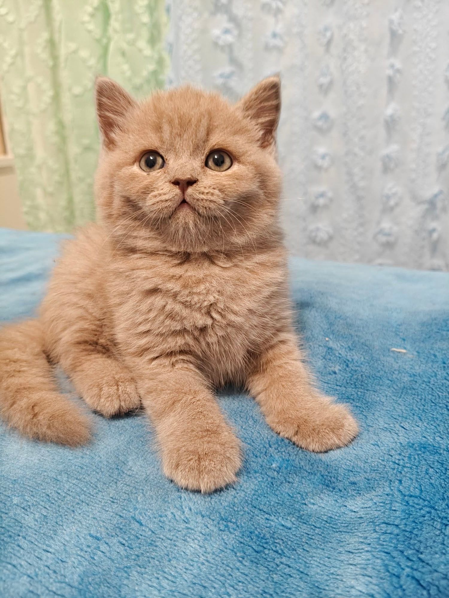 Gatinho British Shorthair creme-avermelhado