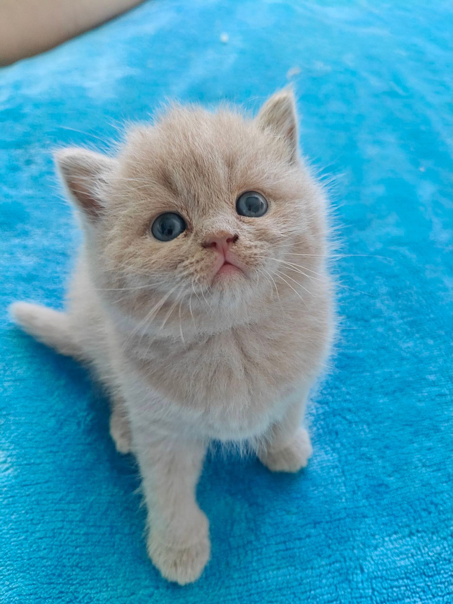 Gatinho British Shorthair creme