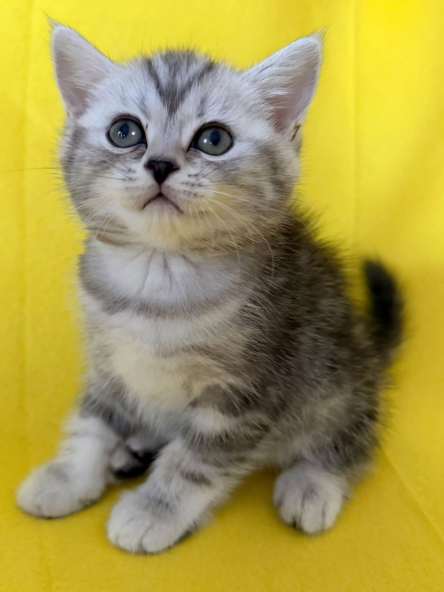 Gatinho British Shorthair prateado tabby