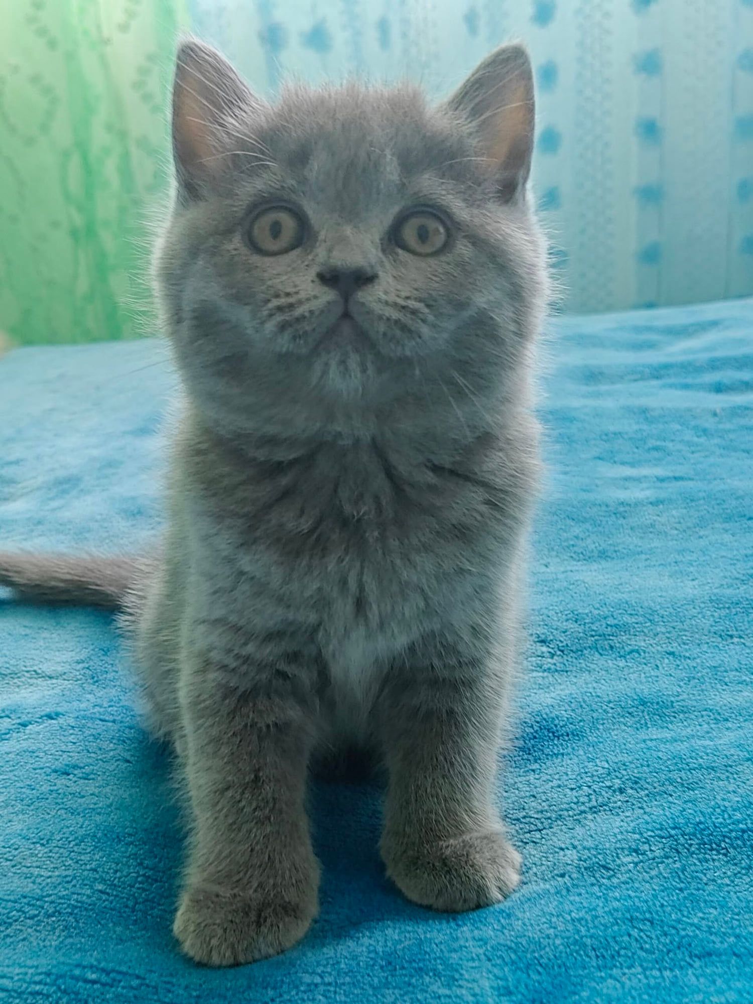 Gatinho British Shorthair azul sentado