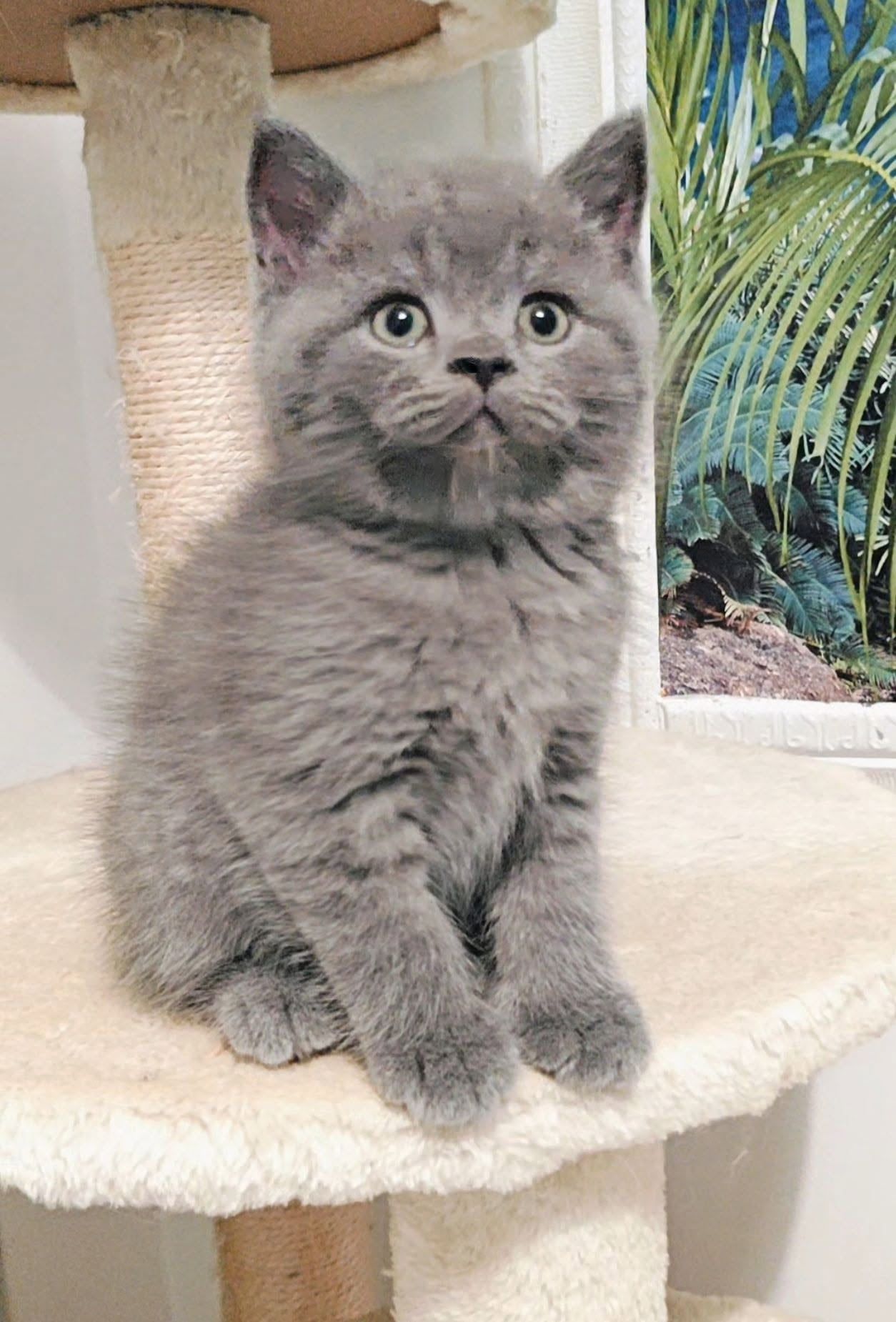 Gatinho British Shorthair azul num arranhador