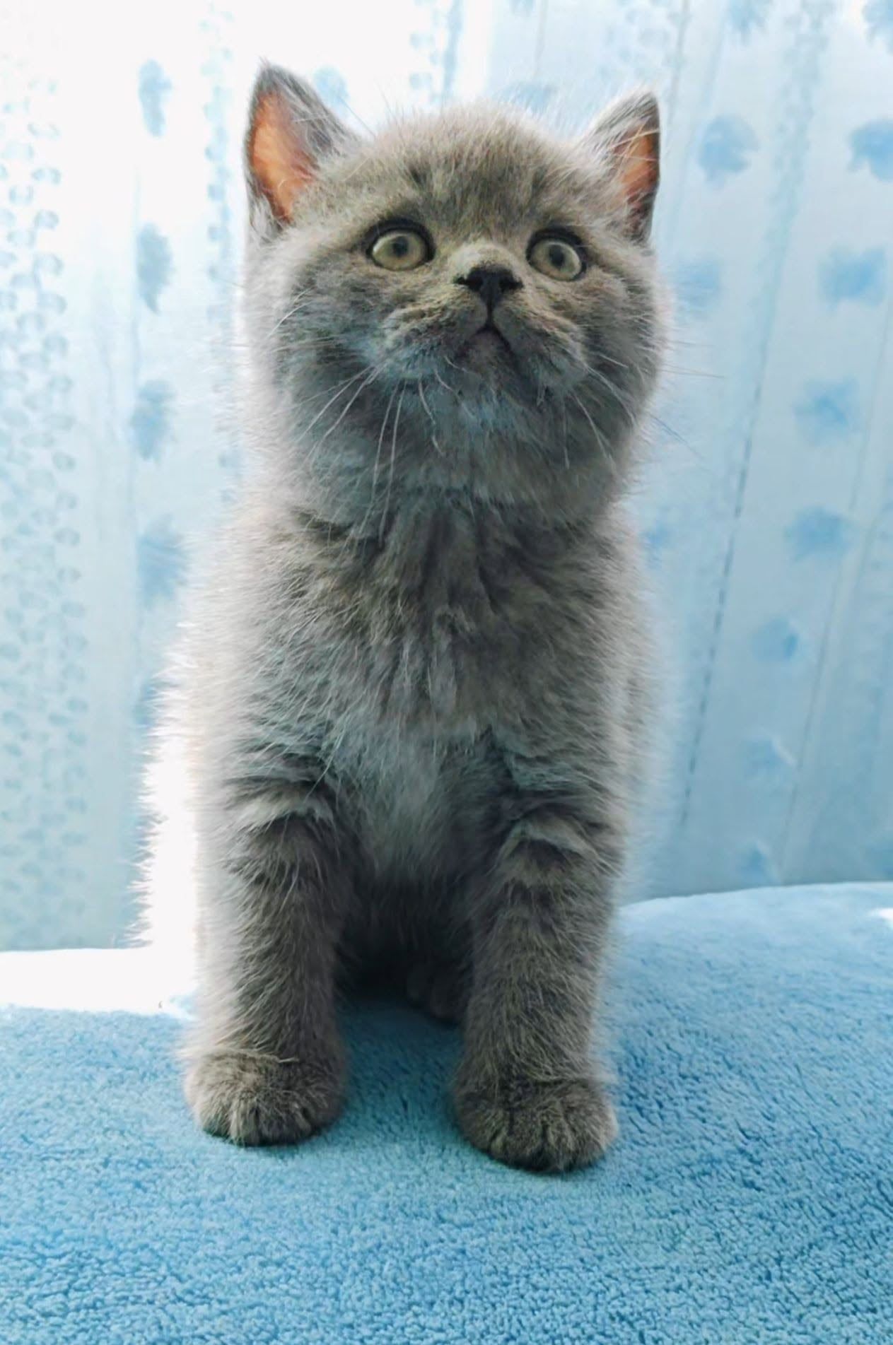 Gatinho British Shorthair azul sentado