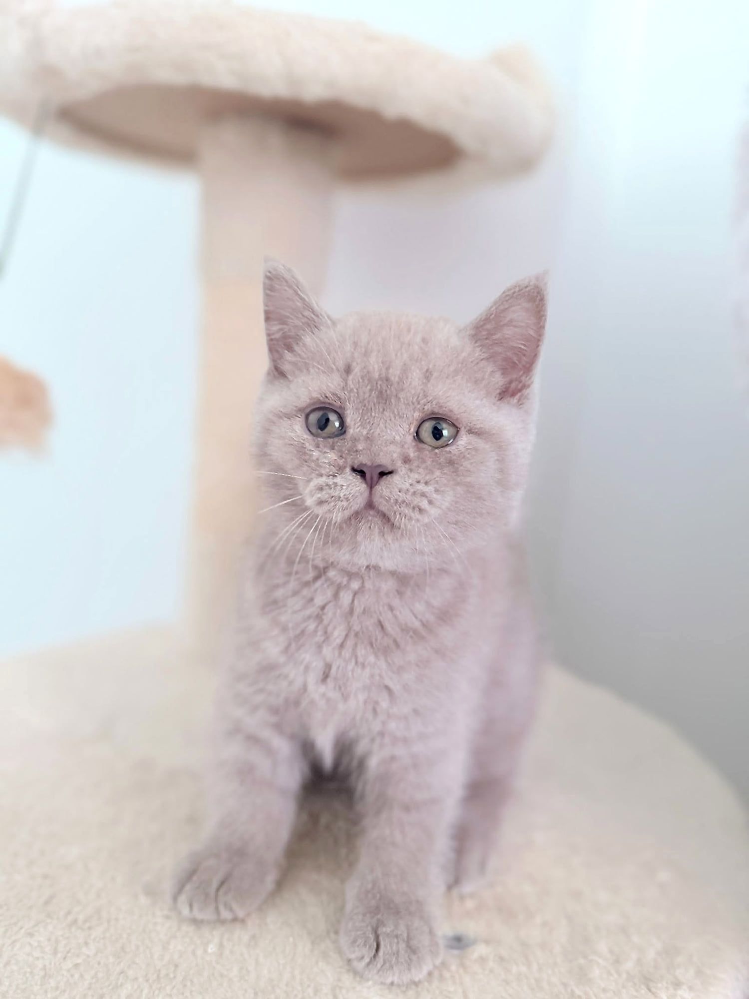Gatinho British Shorthair lilás claro num arranhador