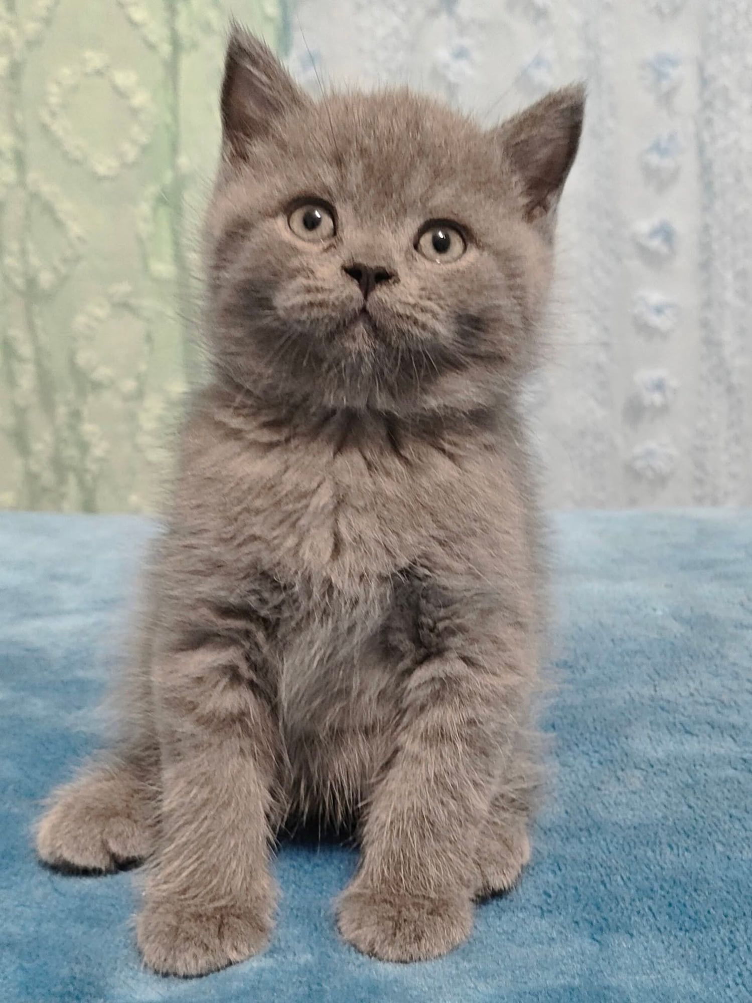Gatinho British Shorthair azul sentado