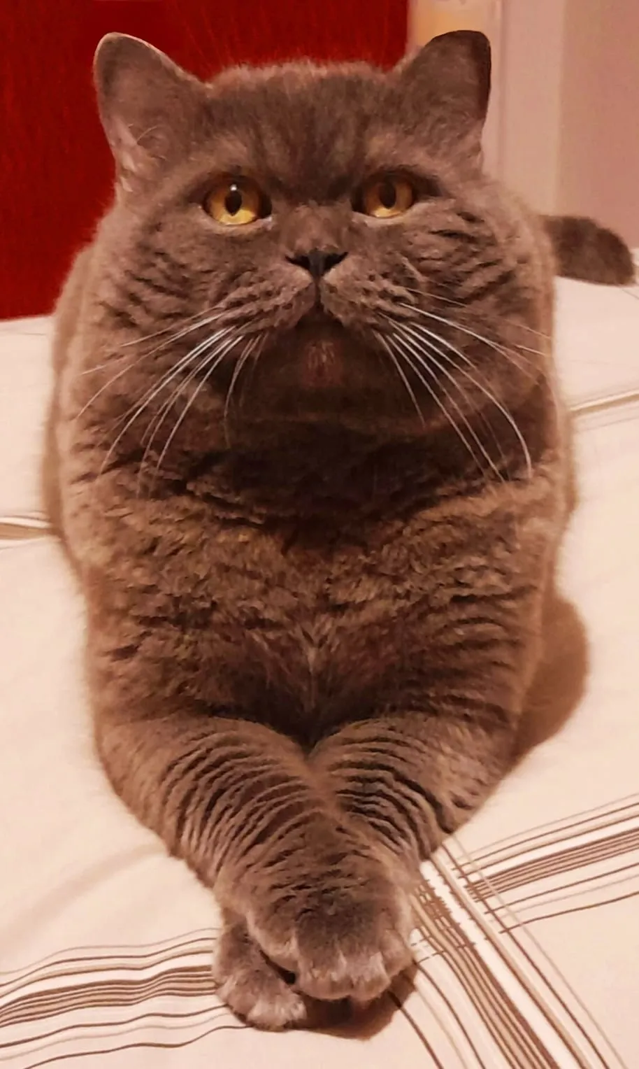 Basílio, British Shorthair