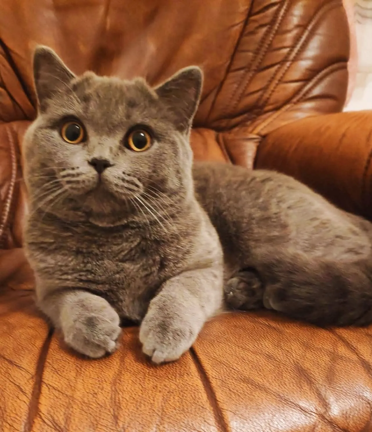 Chanel, British Shorthair
