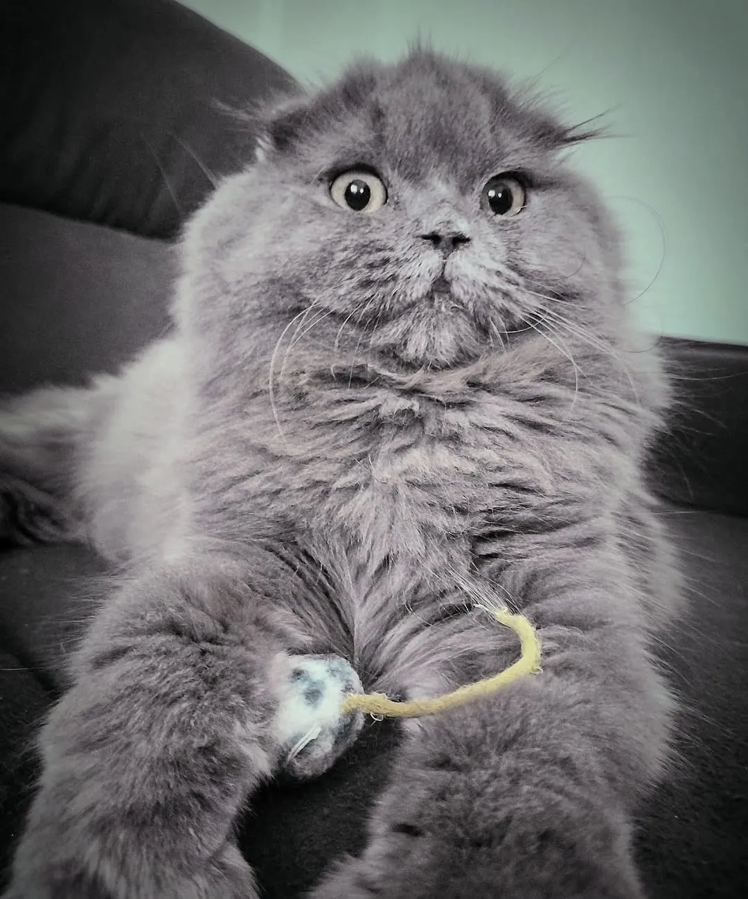 Fiona, Scottish Fold Longhair